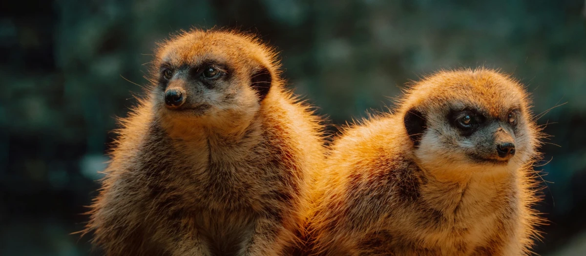 Closeup of two very similar looking meerkats looking into different directions